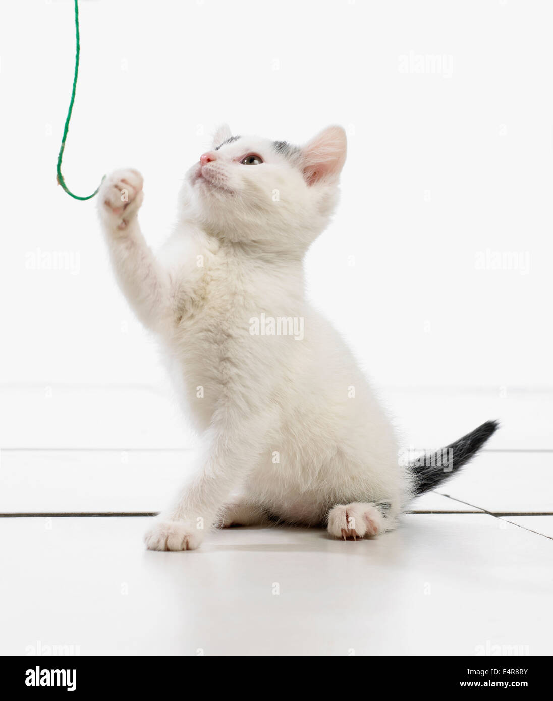 Kätzchen spielen mit Schnur Stockfoto