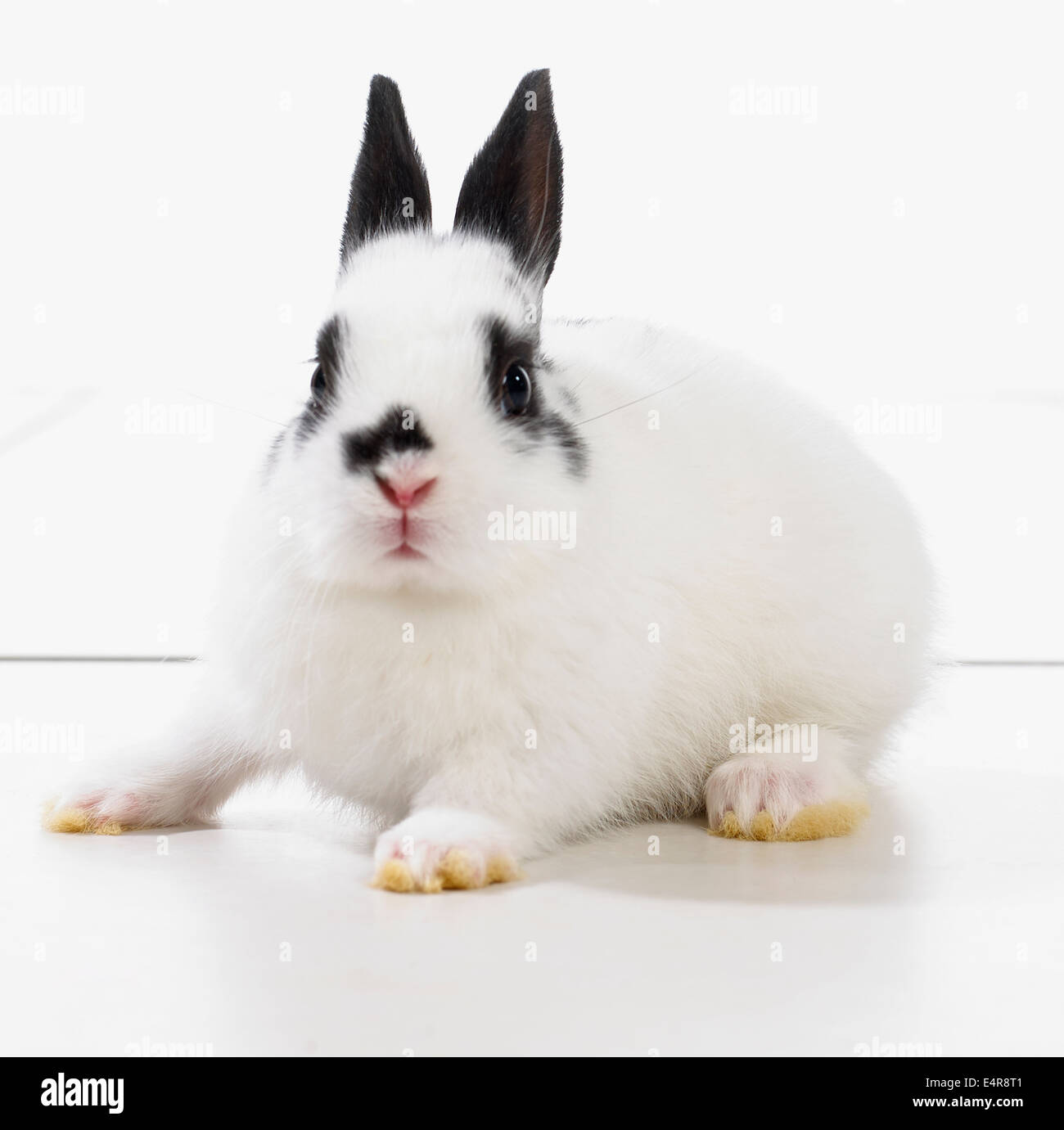 Black And White rabbit Stockfoto