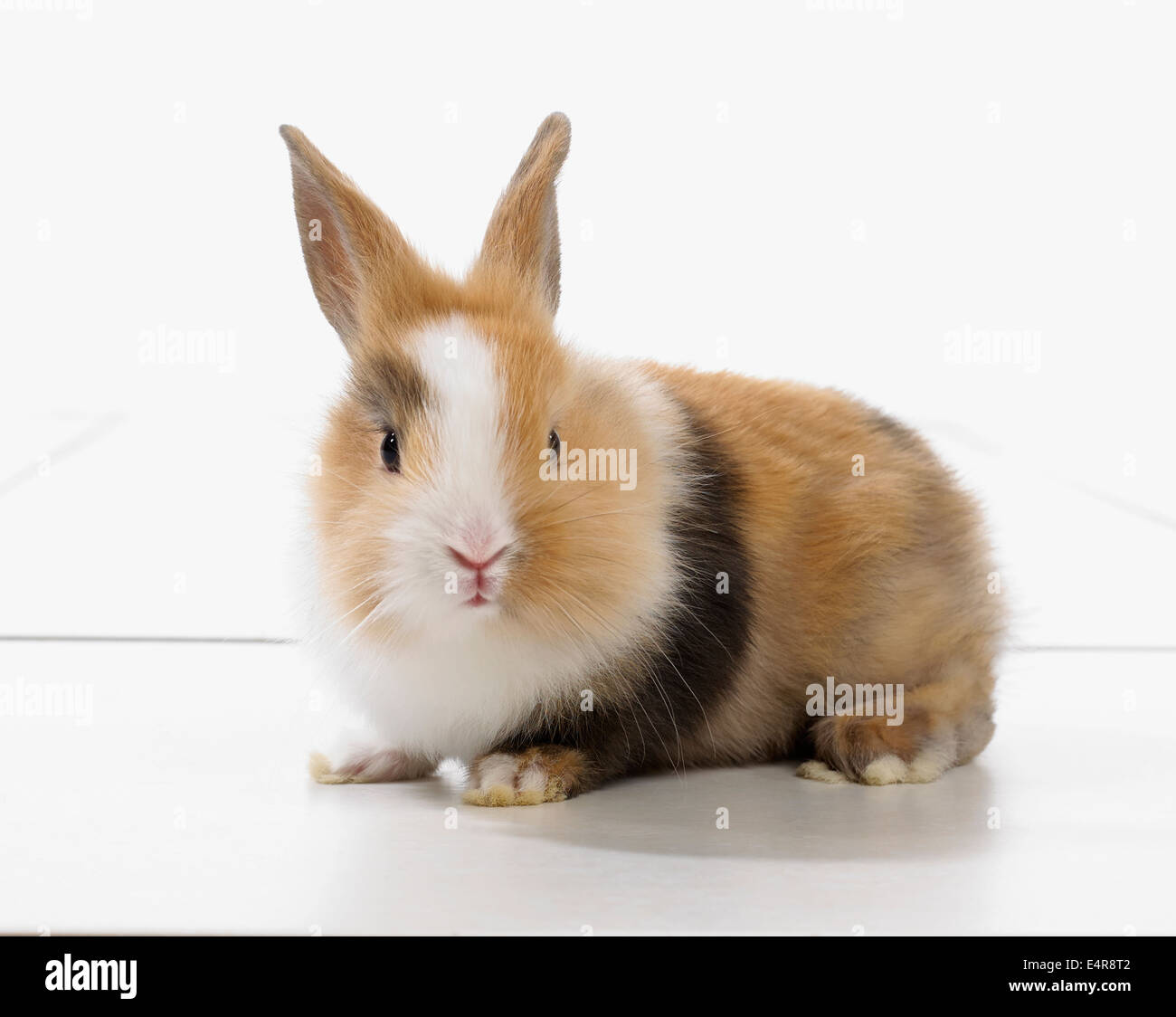 Braune und weiße Kaninchen Stockfoto