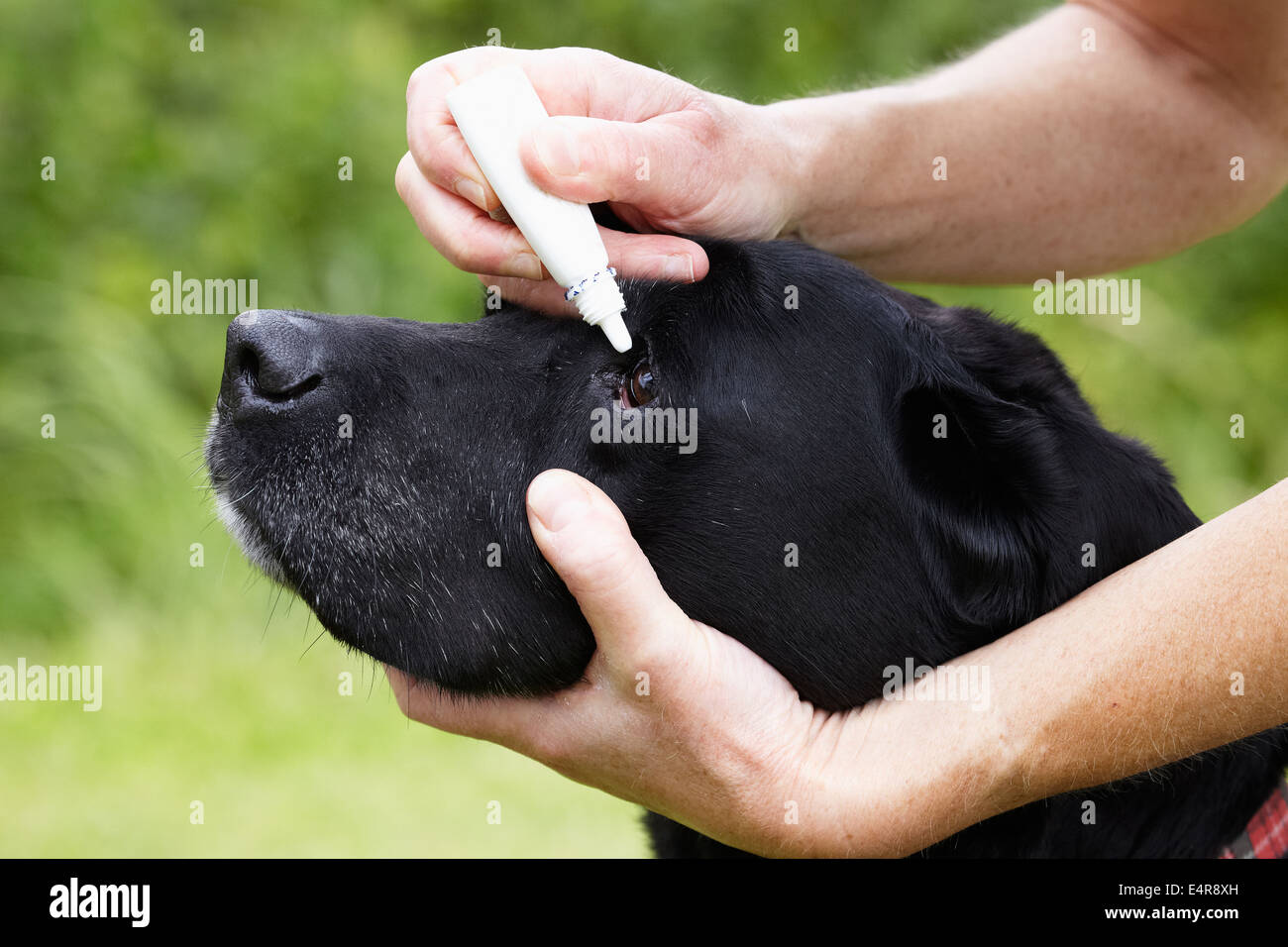 "Gesundheitscheck" Hund: Labrador-Besitzer, die Anwendung von Augentropfen Stockfoto
