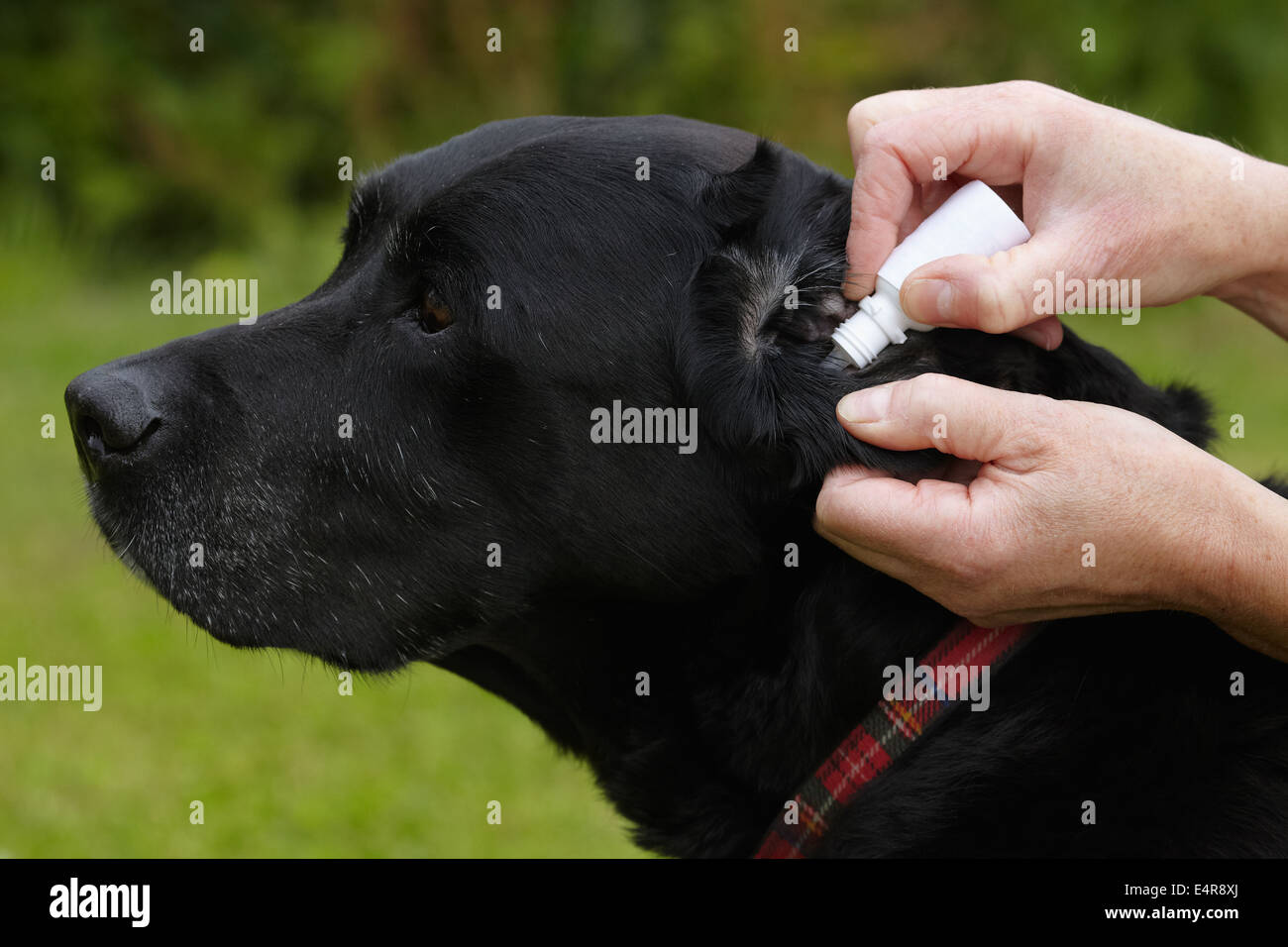 Hund "Health Check": Besitzer Labrador Ohrentropfen zuweisen Stockfoto