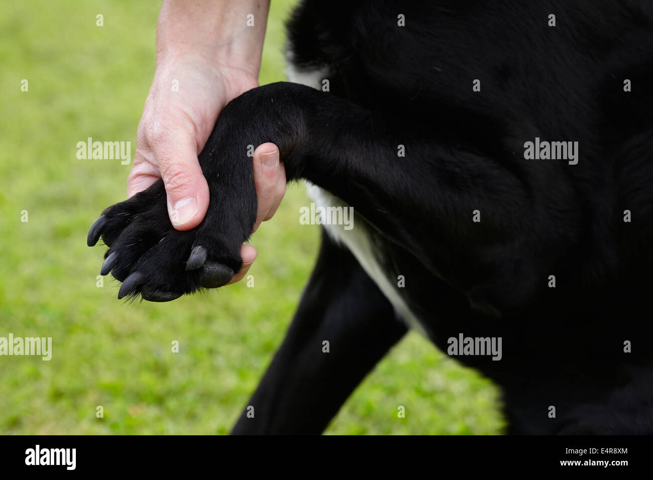 Hund "Health Check": Besitzer überprüfen Labrador der Vorderpfote Stockfoto