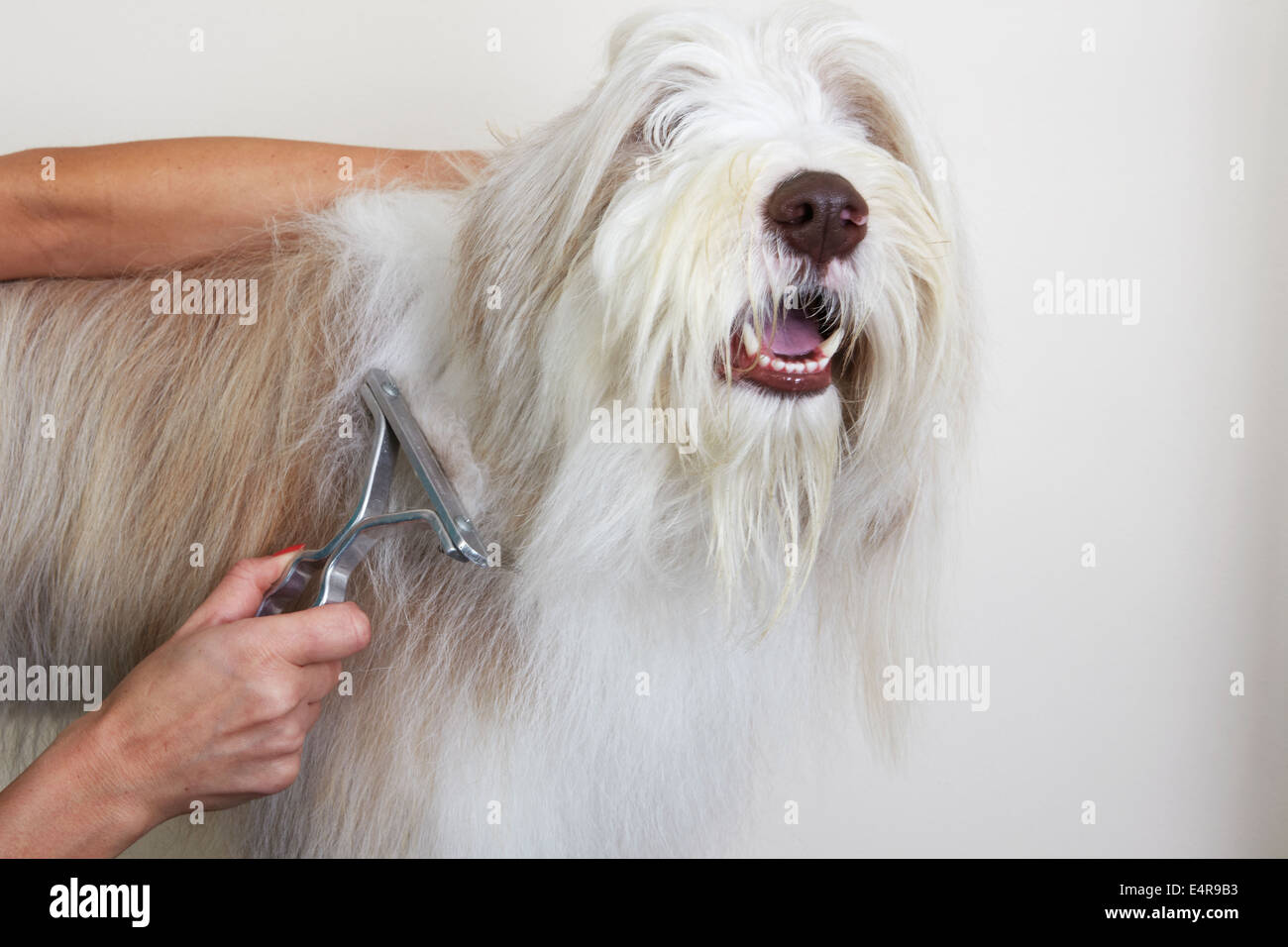 Bearded Collie, de-Mattierung Kamm durch Fell Grooming Salon Stockfoto