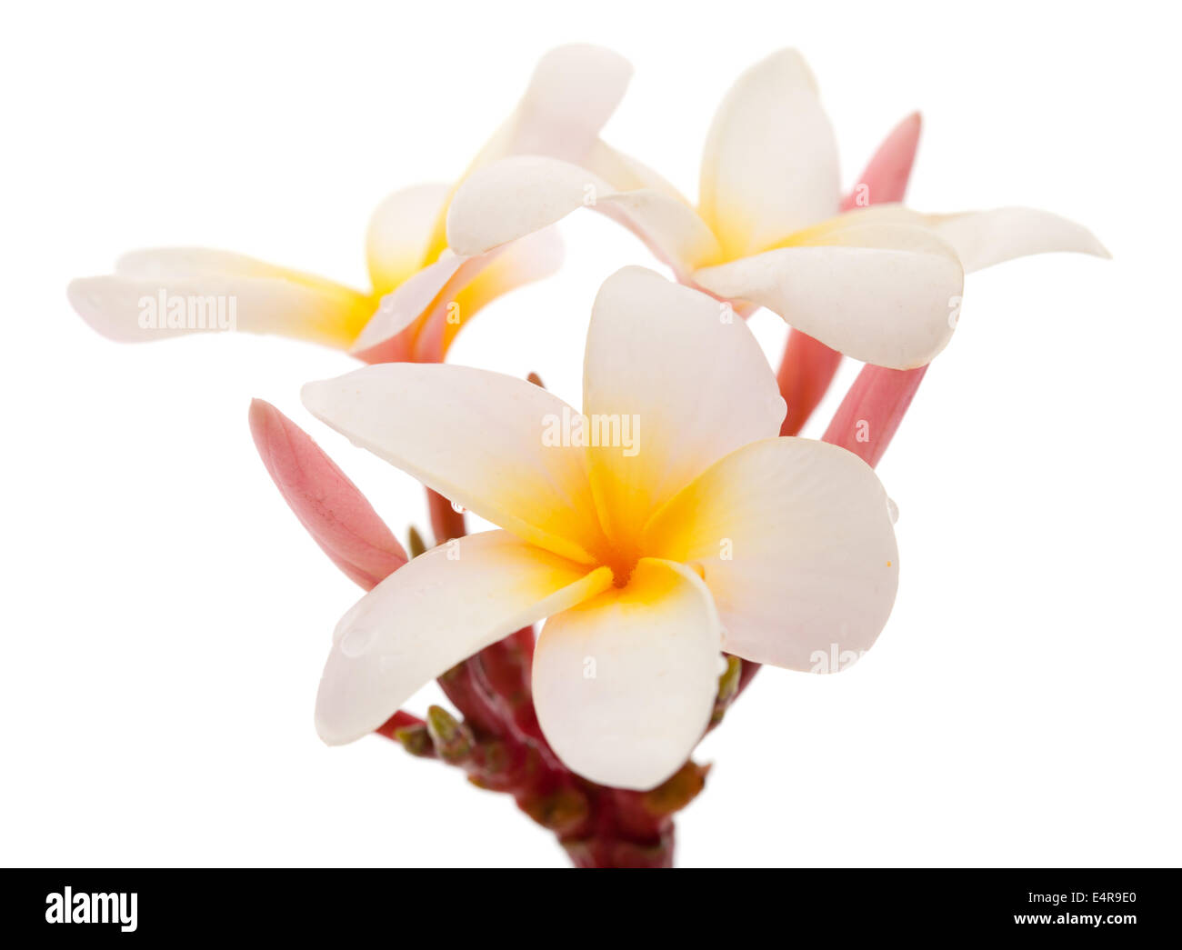 Frangipani Blume isoliert auf weiss Stockfoto