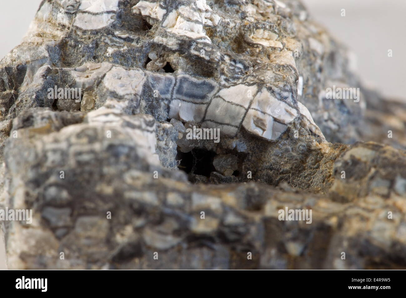 Extreme Makro-Foto von fossilen Korallen, Niederlande Stockfoto