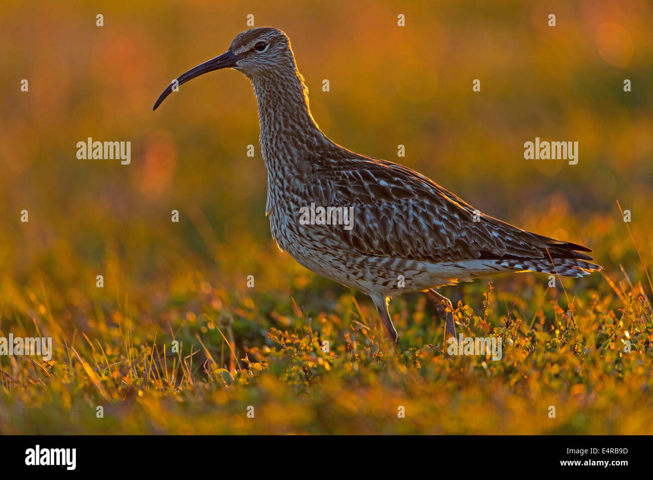 Regenbrachvogel, Regenbrachvogel, Numenius Phaeopus, Courlis Corlieu, Zarapito Trinador Stockfoto