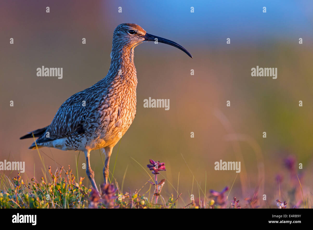 Regenbrachvogel, Regenbrachvogel, Numenius Phaeopus, Courlis Corlieu, Zarapito Trinador Stockfoto