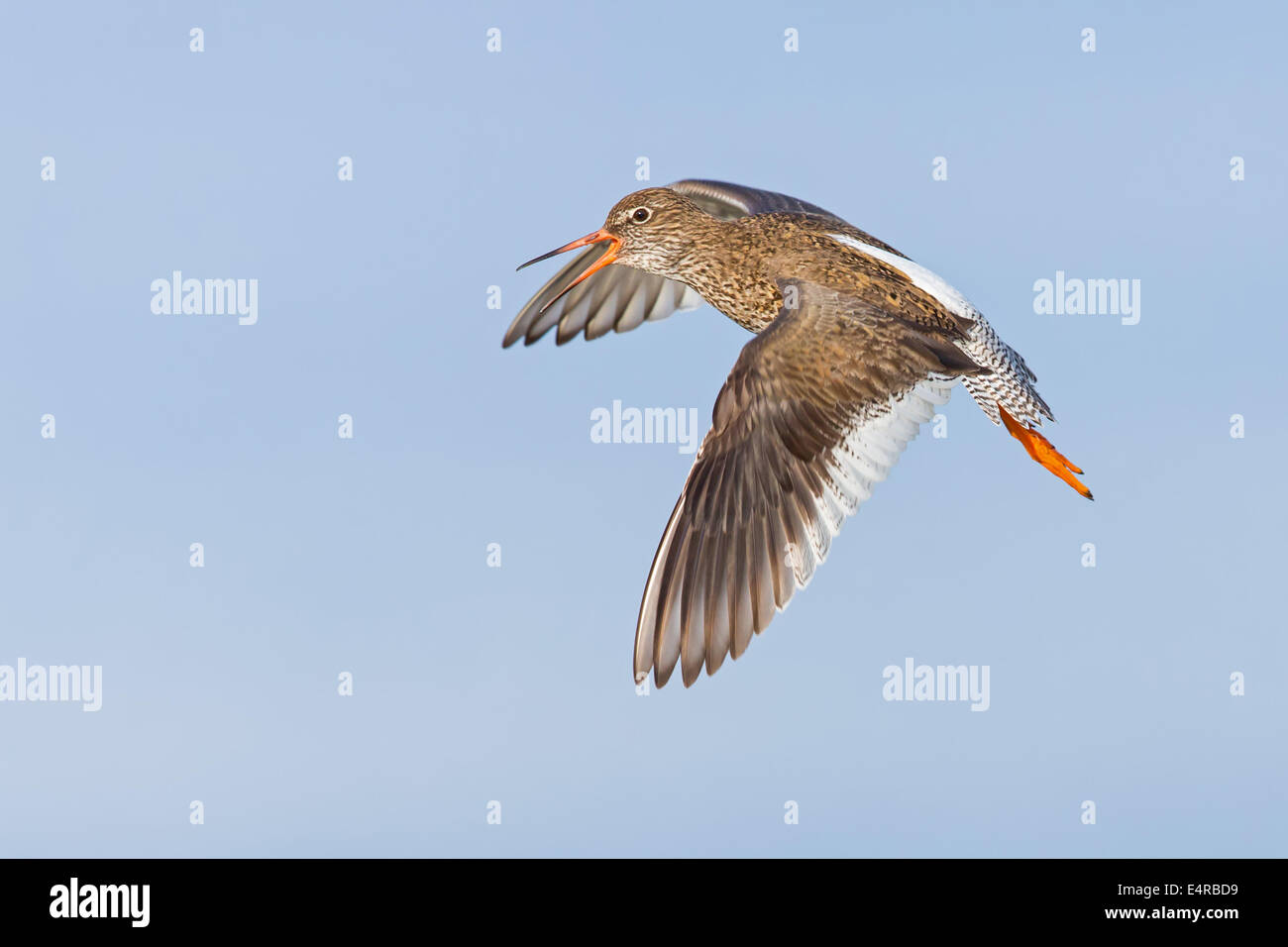 Rotschenkel, gemeinsame Rotschenkel, Rotschenkel, Tringa Totanus, Chevalier Gambette, Archibebe Común Stockfoto