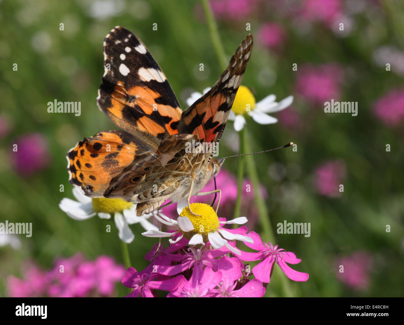 Nahaufnahme der Distelfalter Schmetterling auf wilde Blume Stockfoto