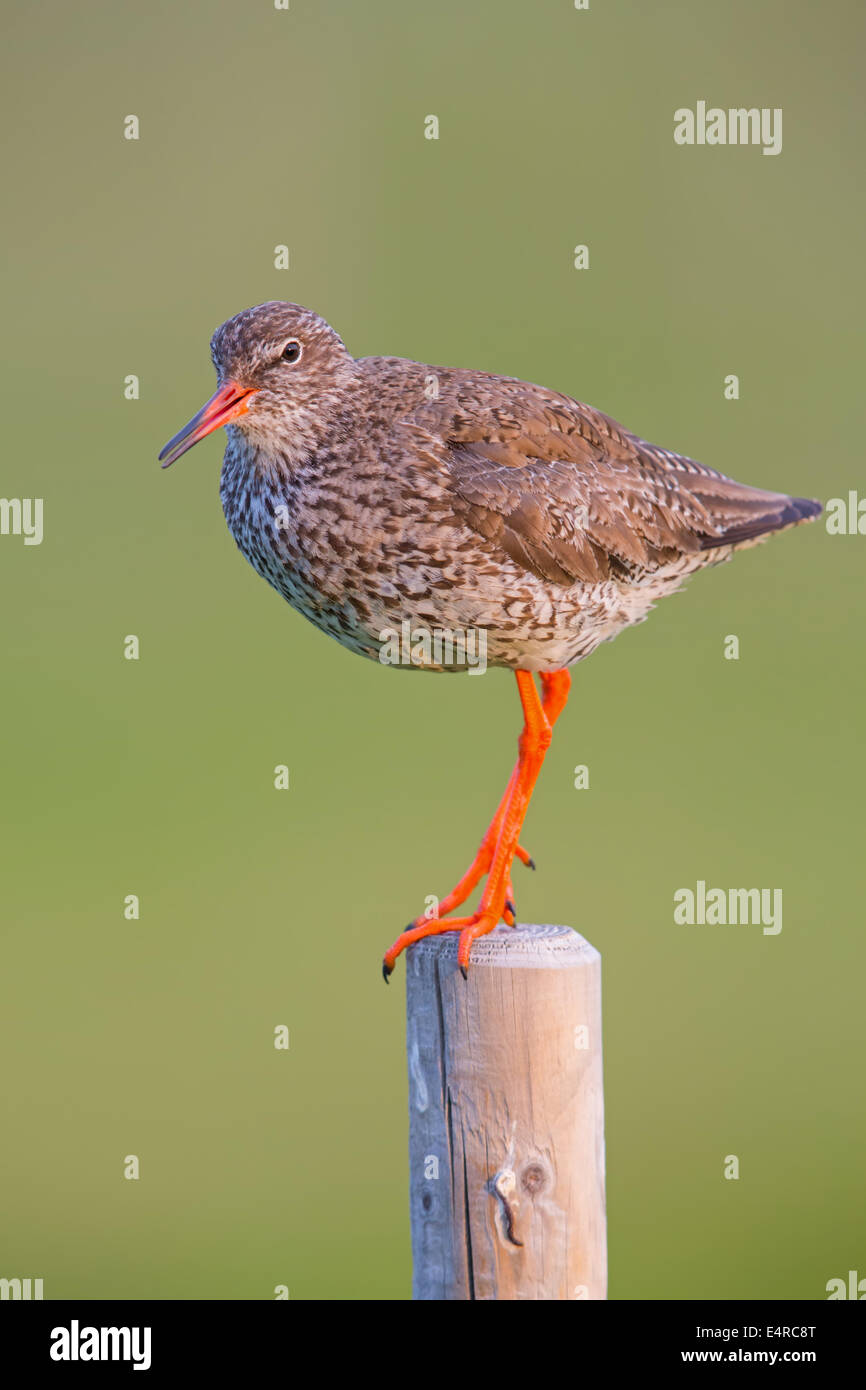 Rotschenkel, gemeinsame Rotschenkel, Rotschenkel, Tringa Totanus, Chevalier Gambette, Archibebe Común Stockfoto