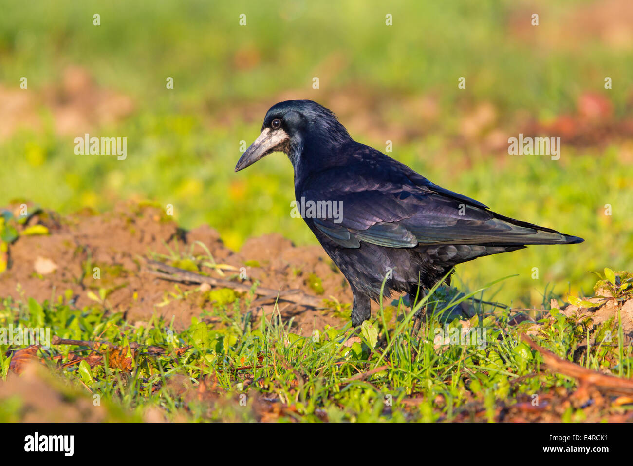 Saatkrähe, Rook, Corvus frugilegus Stockfoto