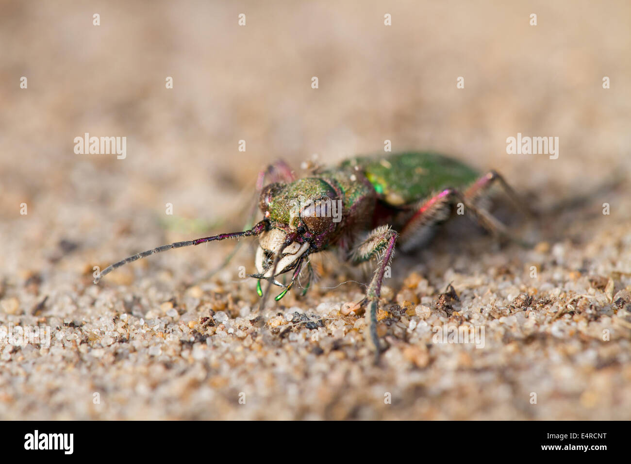 Feld-Sandlaufkäfer, Cicindela Campestris, Green Tiger Beetle Stockfoto