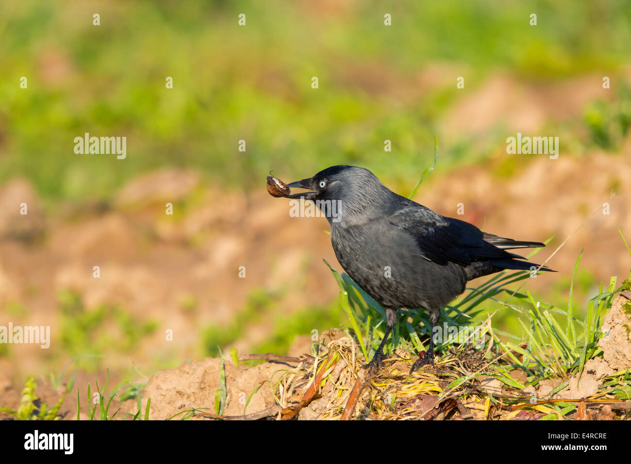 Eurasische Dohle, Europäische Dohle, westlichen Dohle, Corvus Monedula, Dohle Stockfoto