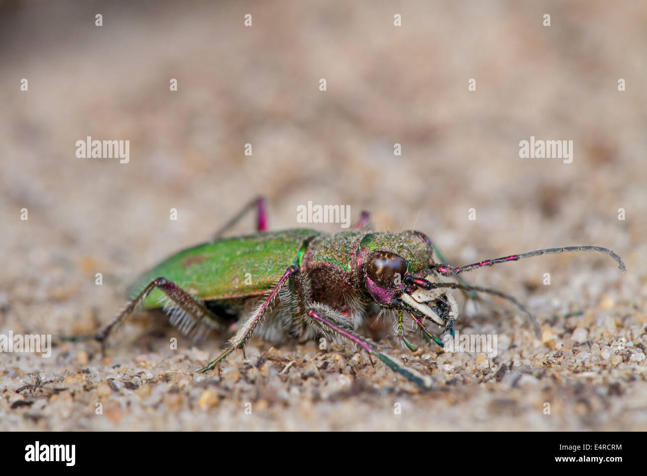 Feld-Sandlaufkäfer, Cicindela Campestris, Green Tiger Beetle Stockfoto