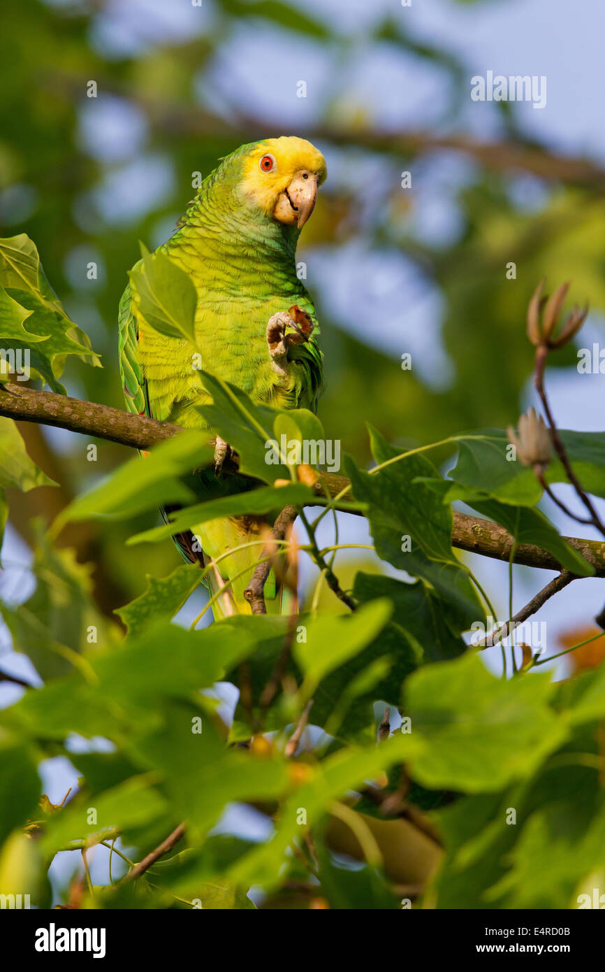 Gelb-gekrönte Amazon, Gelb-gekrönter Papagei, Gelbscheitelamazone,  Surinam-Amazone Amazona Ochrocephala, Fethke Stockfotografie - Alamy