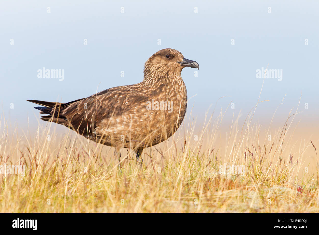 Skua, Great Skua Stercorarius Skua, Catharacta Skua, Grand Labbe, Págalo Grande Stockfoto