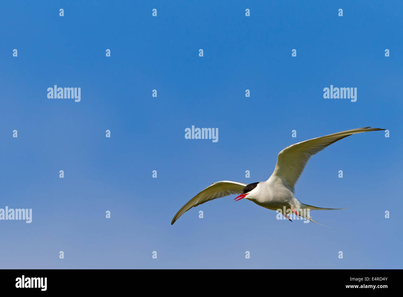 Küstenseeschwalbe, Arctic Tern, Sterna Paradisaea, Sterne Arctique, Charrán Ártico Stockfoto