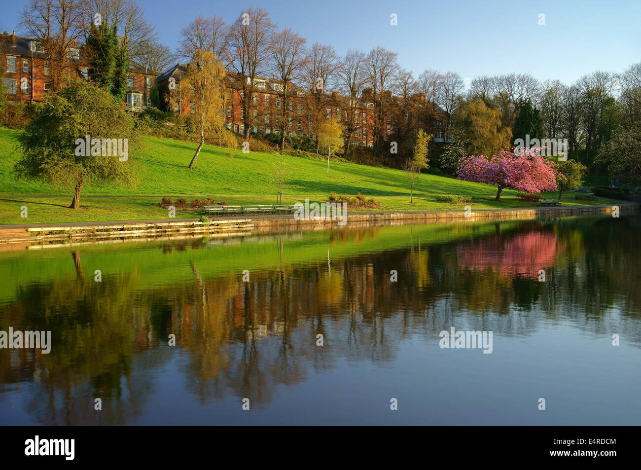 UK, South Yorkshire, Sheffield, Crookes Valley Park, Reflexionen der Bäume & Blossum Stockfoto