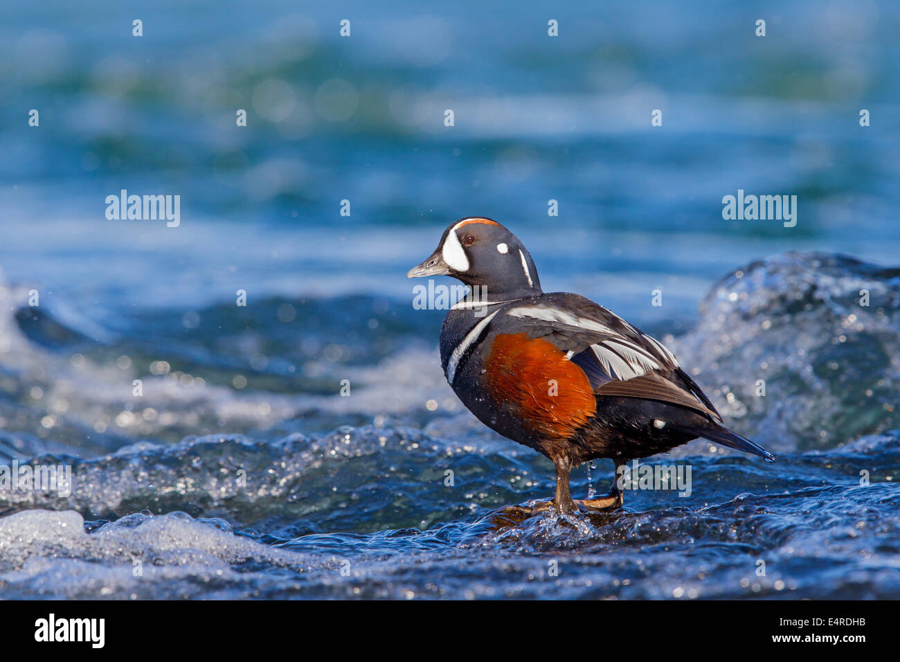 Kragenente, Harlekin Ente, Histrionicus Histrionicus, Arlequin Plongeur, Garrot Arlequin, Pato Arlequín Stockfoto