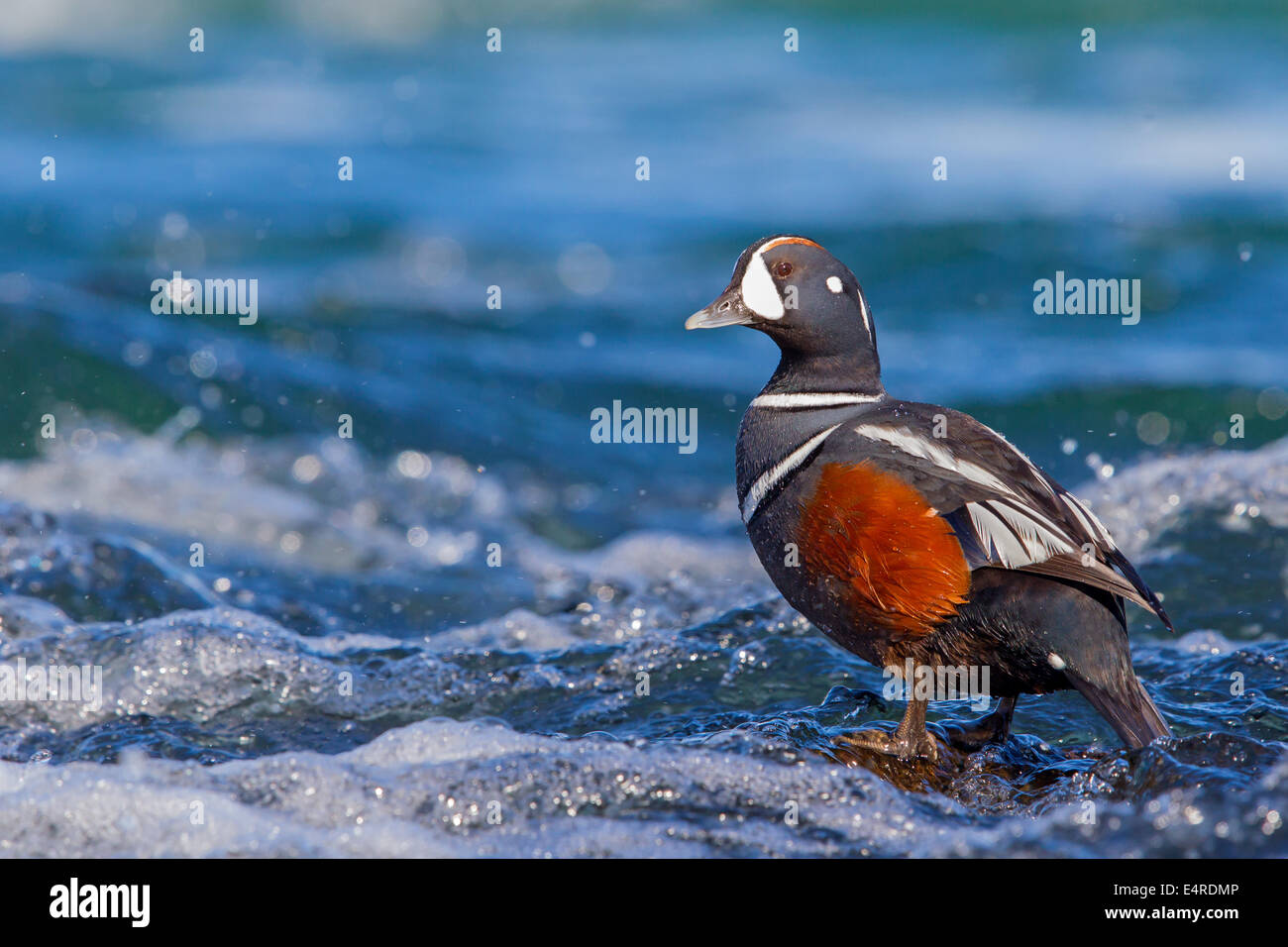 Kragenente, Harlekin Ente, Histrionicus Histrionicus, Arlequin Plongeur, Garrot Arlequin, Pato Arlequín Stockfoto