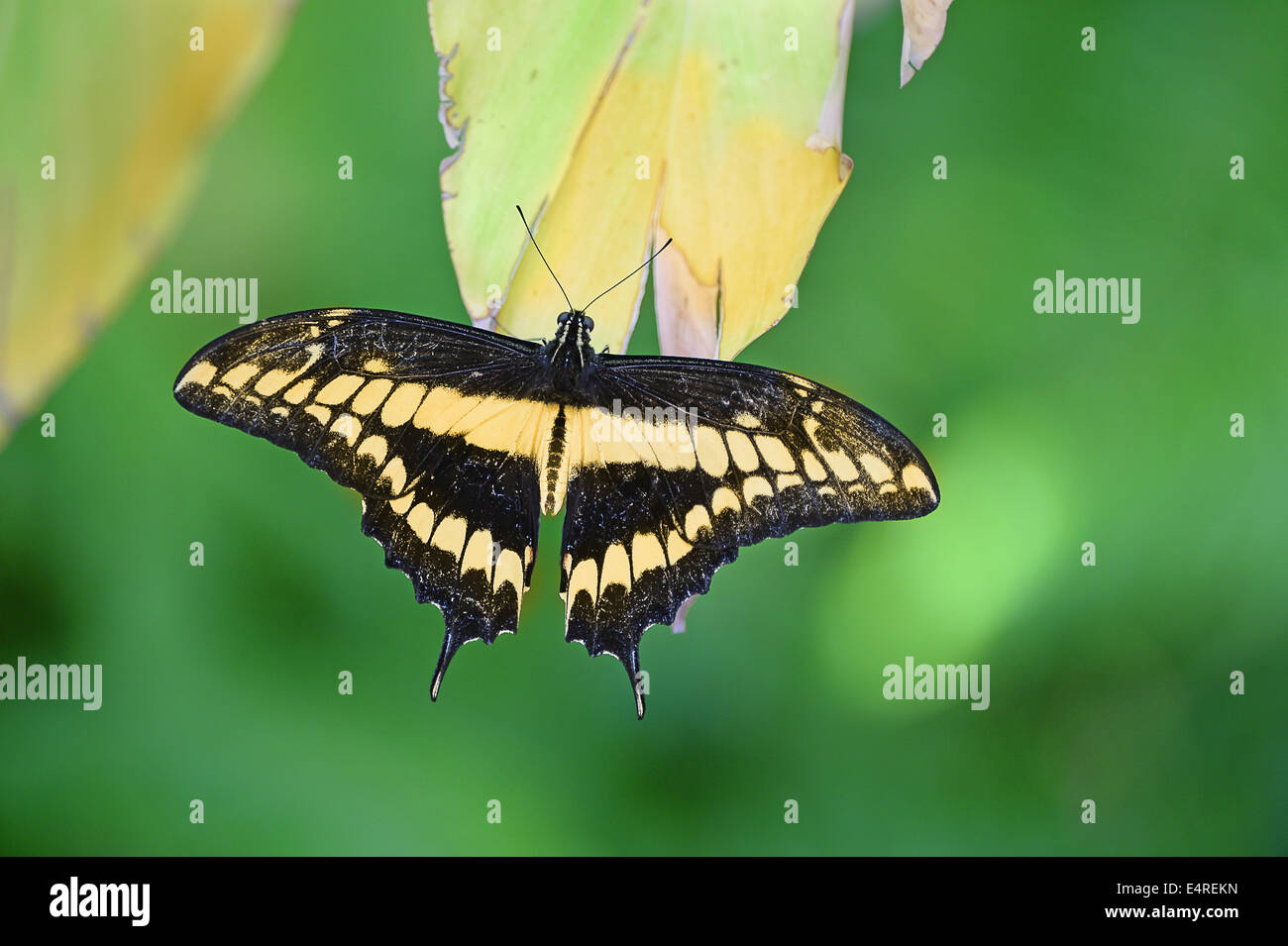 Schwarze und gelbe Schwalbenschwanz Schmetterling thront auf einem Blatt Stockfoto