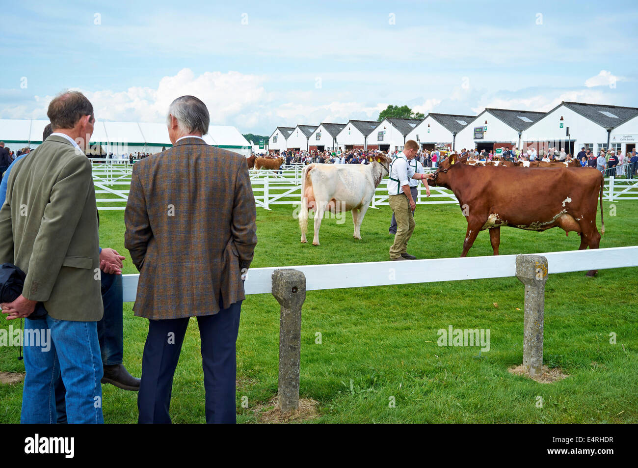 Bauern Rinder, bei The Great Yorkshire Show, Harrogate, North Yorkshire, Nordengland beurteilt beobachten Stockfoto