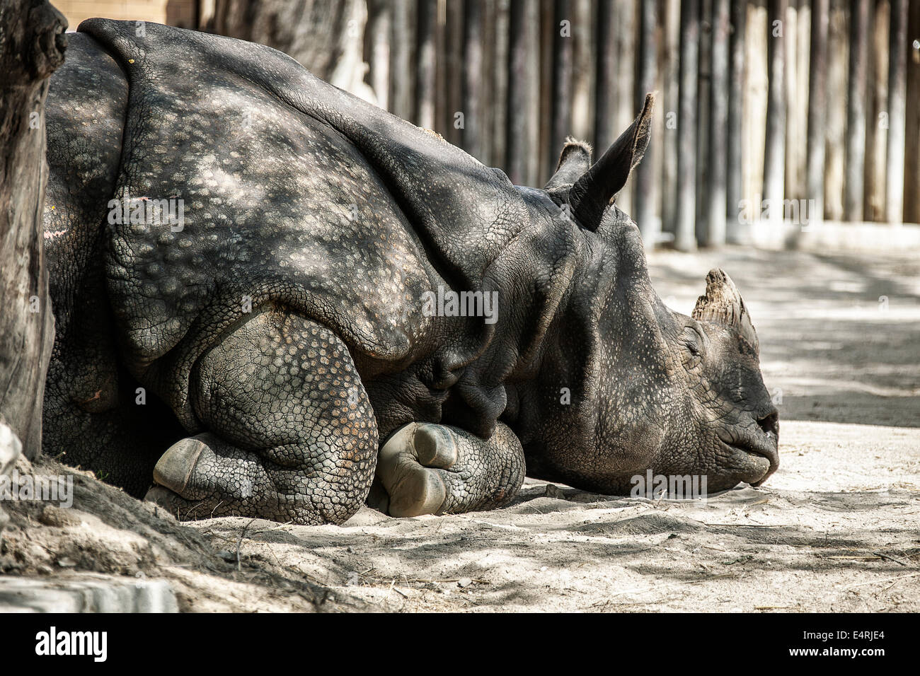 Rhino liegend Stockfoto