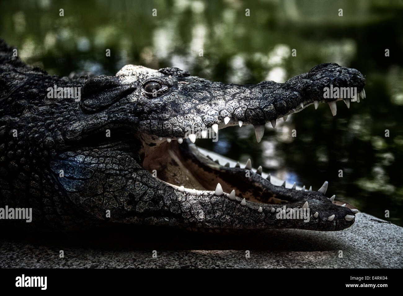 Mund geöffnet Krokodil Stockfoto