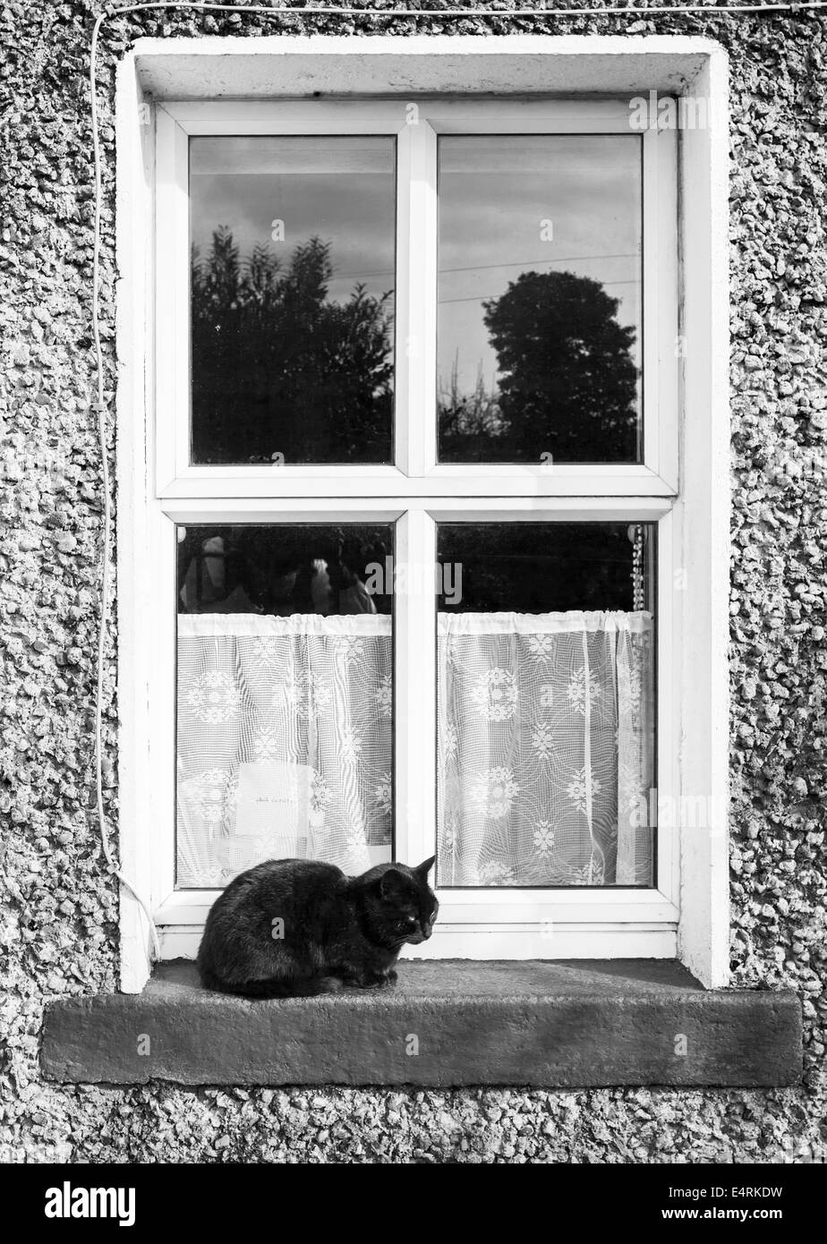 Nahaufnahme einer schwarzen Katze auf das Fenster Stockfoto