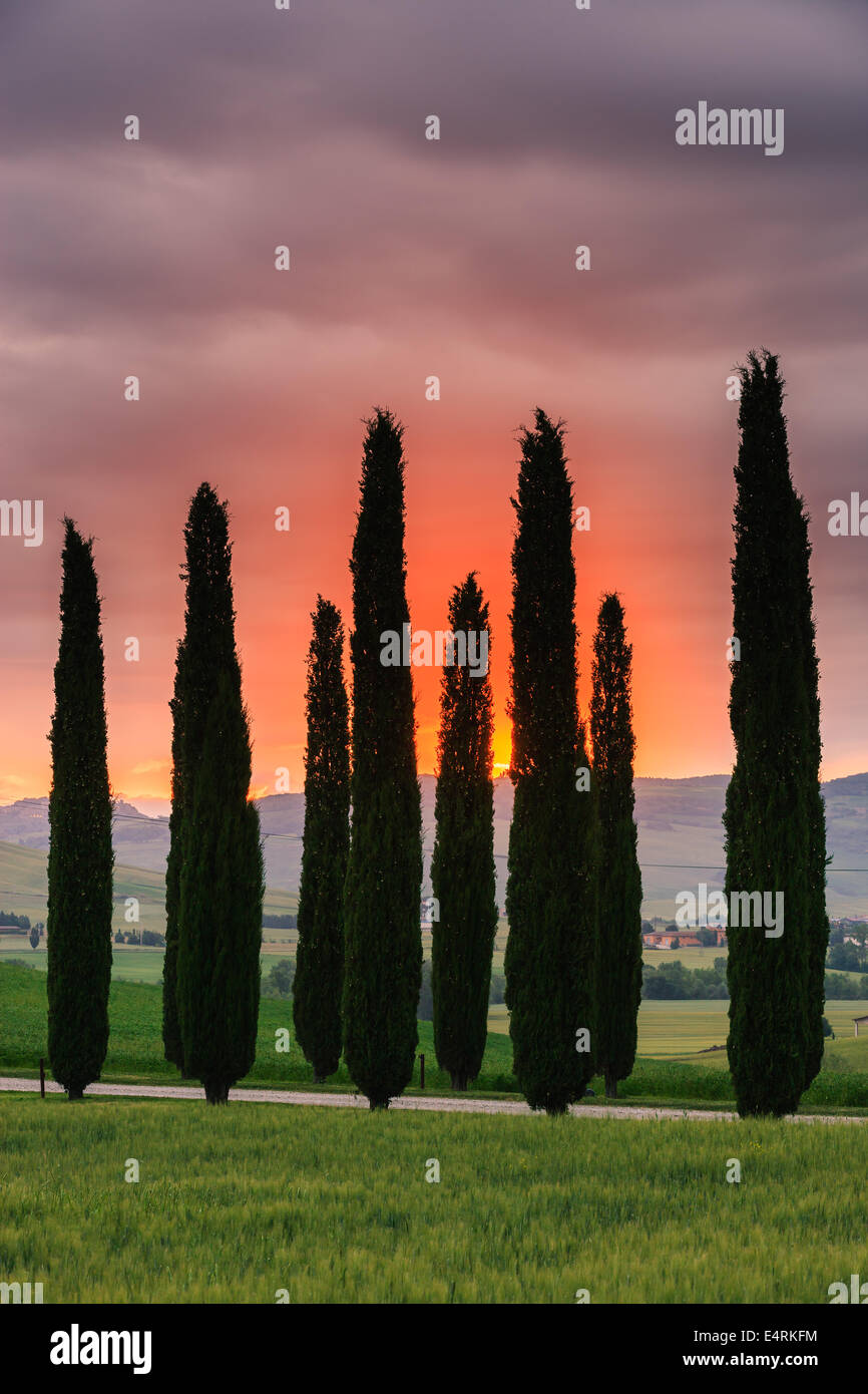 Zypressen bei Sonnenaufgang, Poggio Covili, Toskana, Italien. Stockfoto