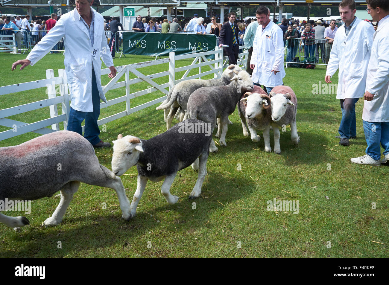 Schafe, die Beurteilung bei The Great Yorkshire Show, Harrogate, North Yorkshire, Nordengland Stockfoto