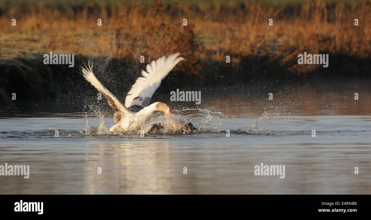 Zwei Gänse Paarung in einem Teich mit Schilf in den Hintergrund und die