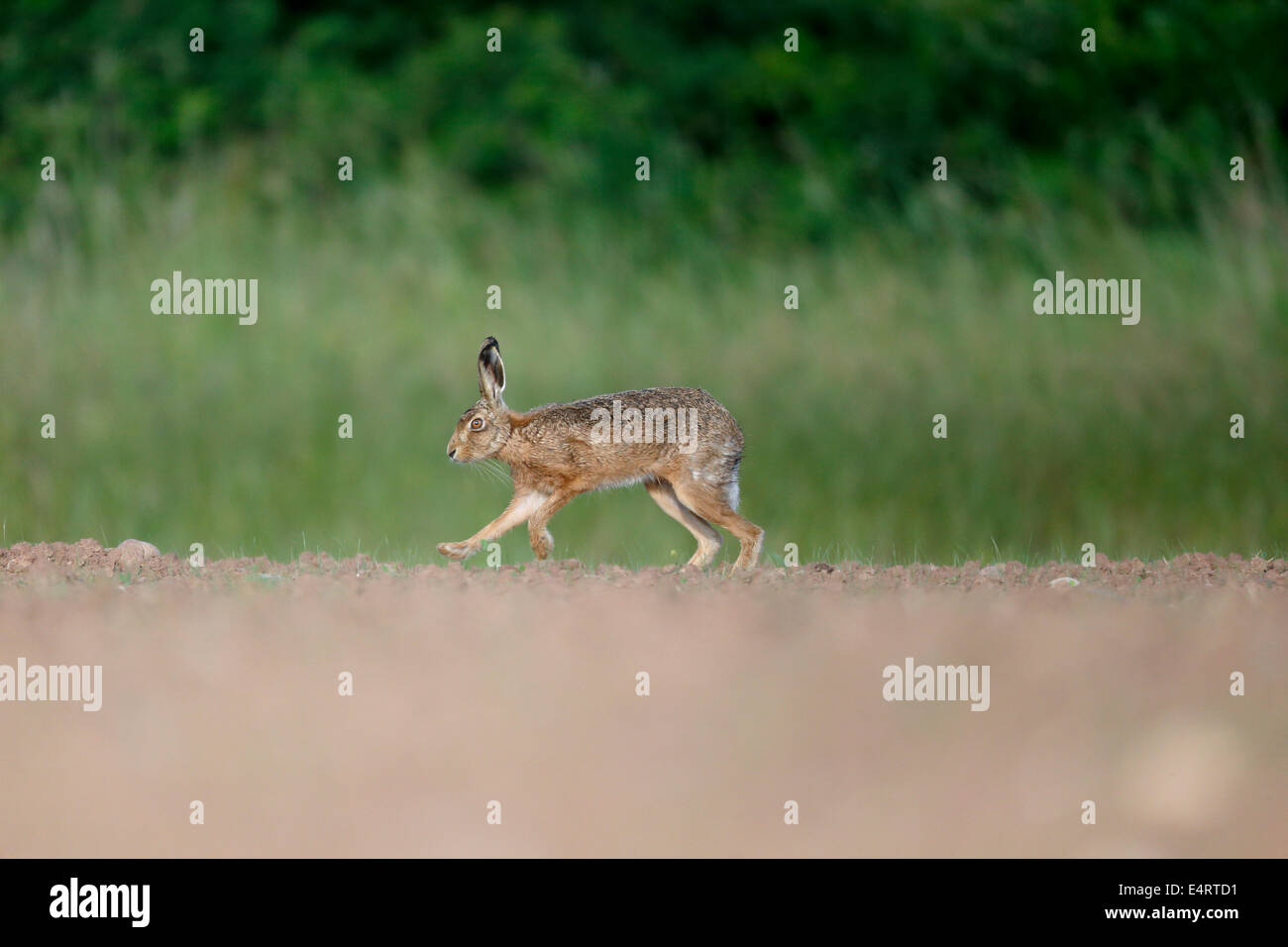 Feldhase Lepus Europaeus, einziges Säugetier ausgeführt, Warwickshire, Juni 2014 Stockfoto