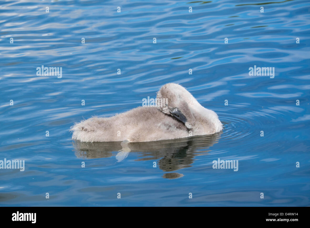 Young Mute Swan Federn Reinigung Stockfoto
