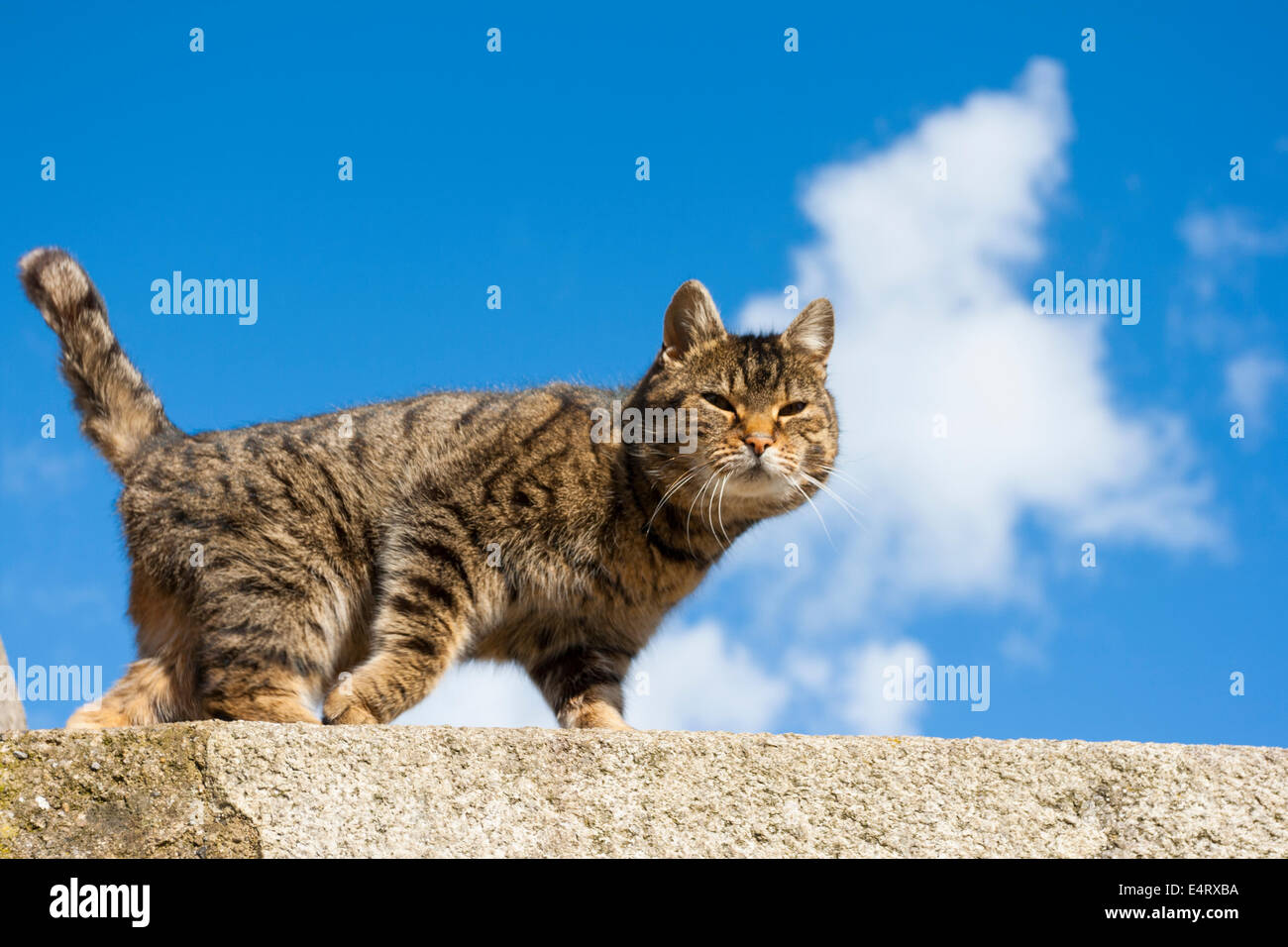 Süße Katze an der Wand mit Himmel im Hintergrund Stockfoto