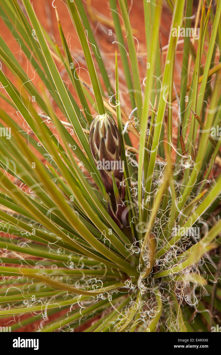 Yucca Pflanze, Mystery Valley, Monument Valley, Navajo-Nation, Grenze zu Utah/Arizona, USA Stockfoto