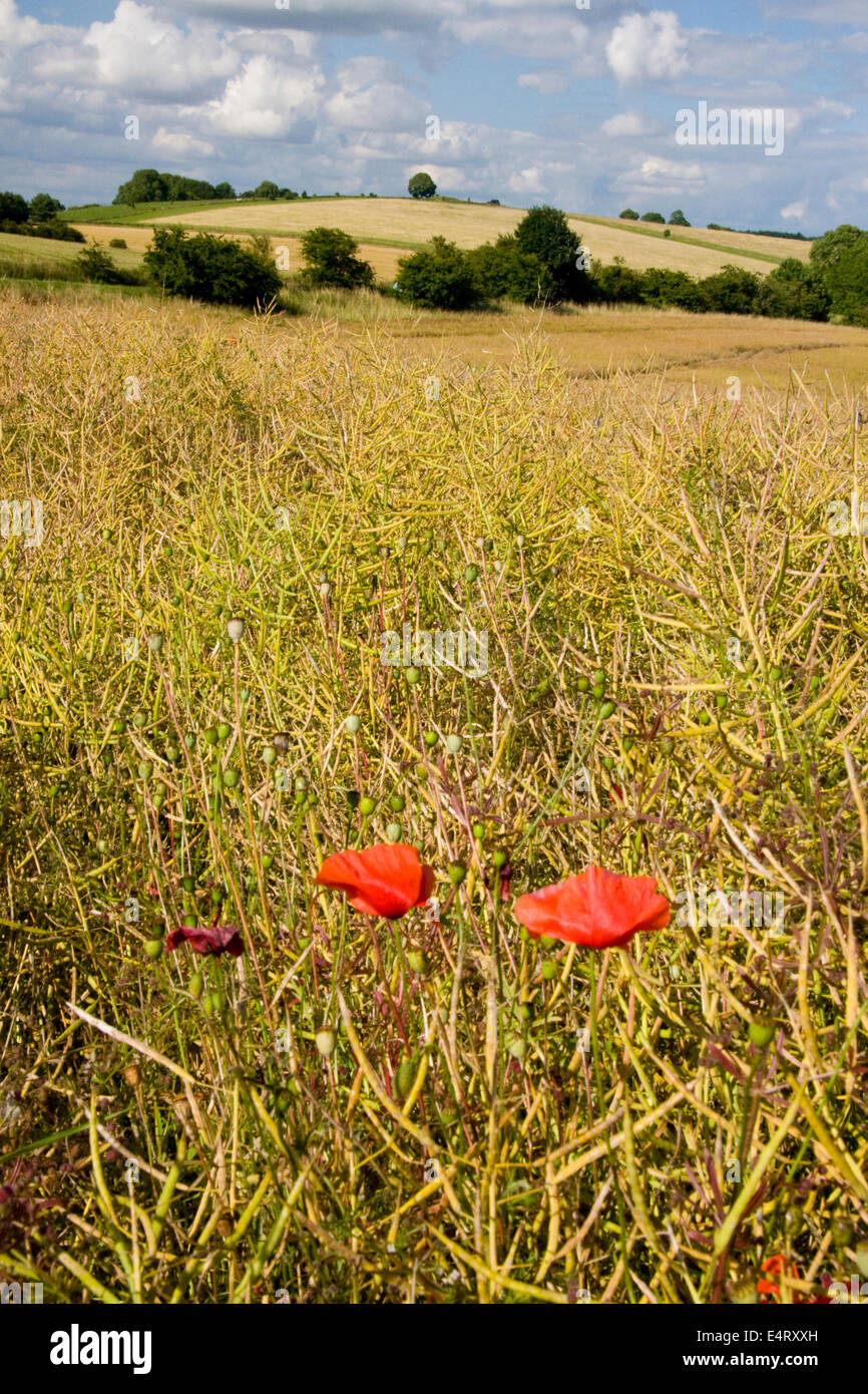 Mohnblumen am Rande eines Feldes von Raps, Cotswolds, England Stockfoto