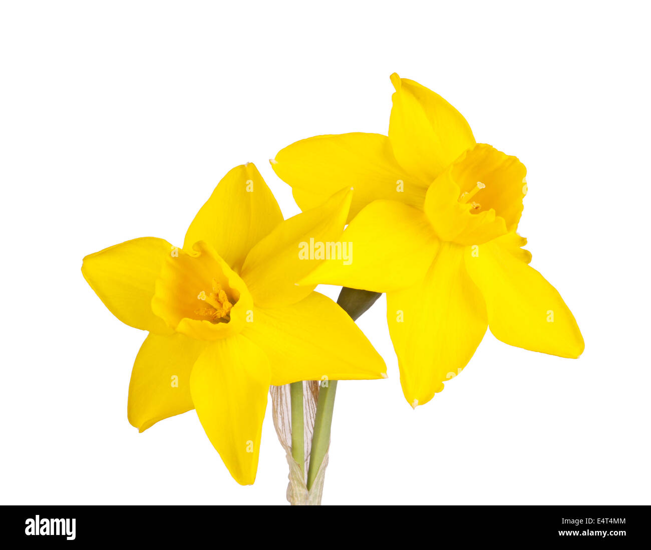 Zwei Blumen eine gelbe Jonquil Sorte vor einem weißen Hintergrund isoliert Stockfoto