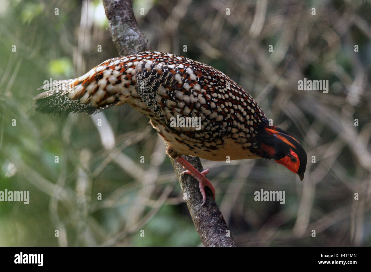Seltener endemischer china fasan Stockfotos und bilder Kaufen Alamy