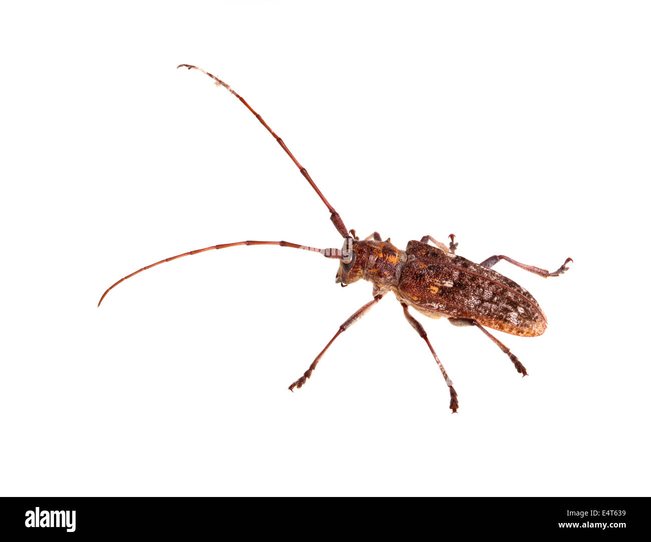 Erwachsene von Carolina Pine Sawyer, Monochamus Carolinensis, eine Art von Longhorn Beetle in der Familie Cerambycidae isoliert ag Stockfoto