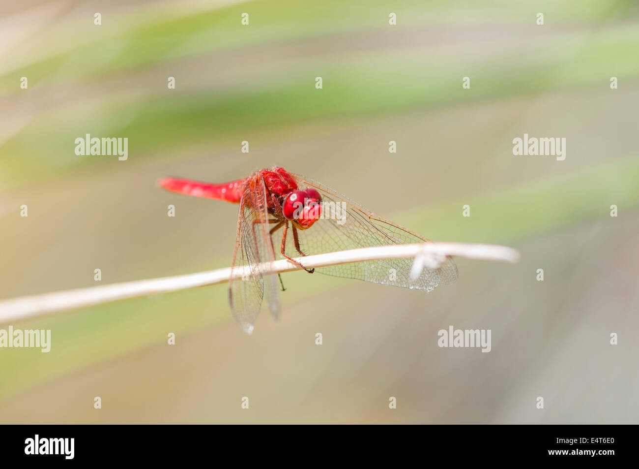 Farbe rot Libelle thront auf einem Ast Stockfoto