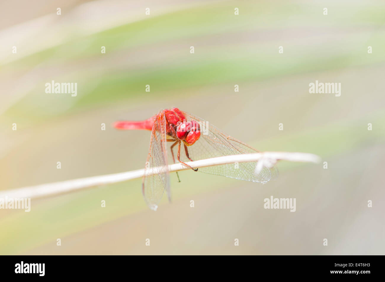 Farbe rot Libelle thront auf einem Ast Stockfoto