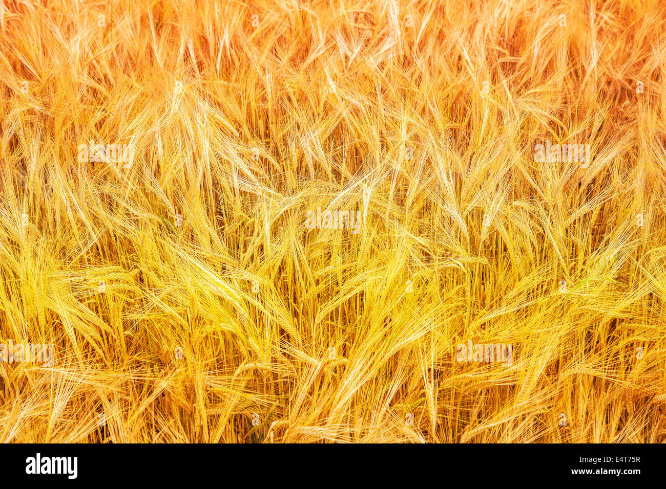 Bunte Weizen Feld Natur Hintergrund. Stockfoto