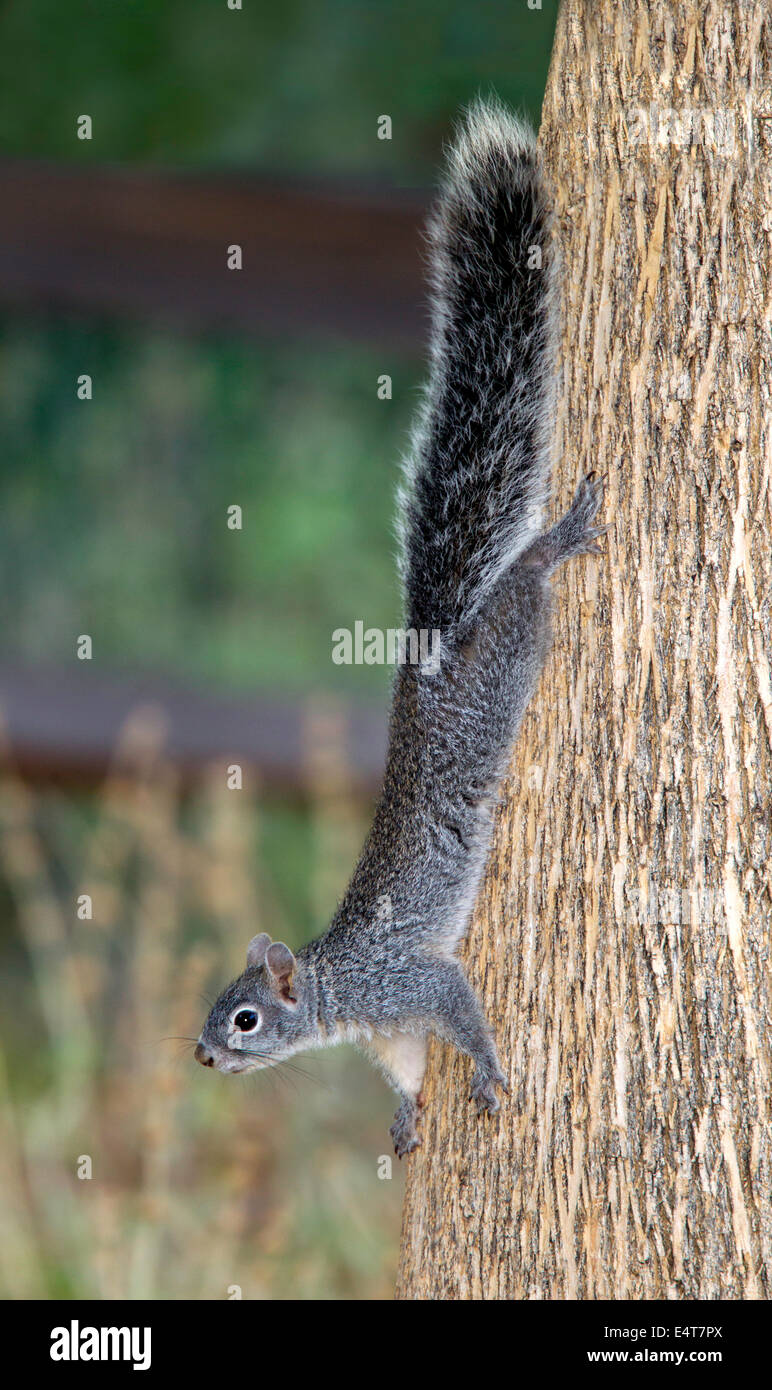 Arizona graue Eichhörnchen Sciurus Arizonensis Madera Canyon, Santa Rita Mountains, Arizona, USA 11 Juli Erwachsenen Stockfoto