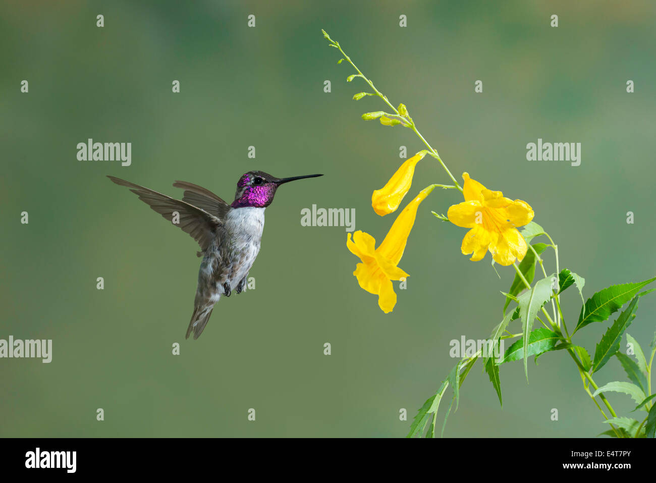 Costas Kolibris Calypte besteht Tucson, Arizona, USA 11 Juli erwachsenen männlichen Trochilidae Stockfoto