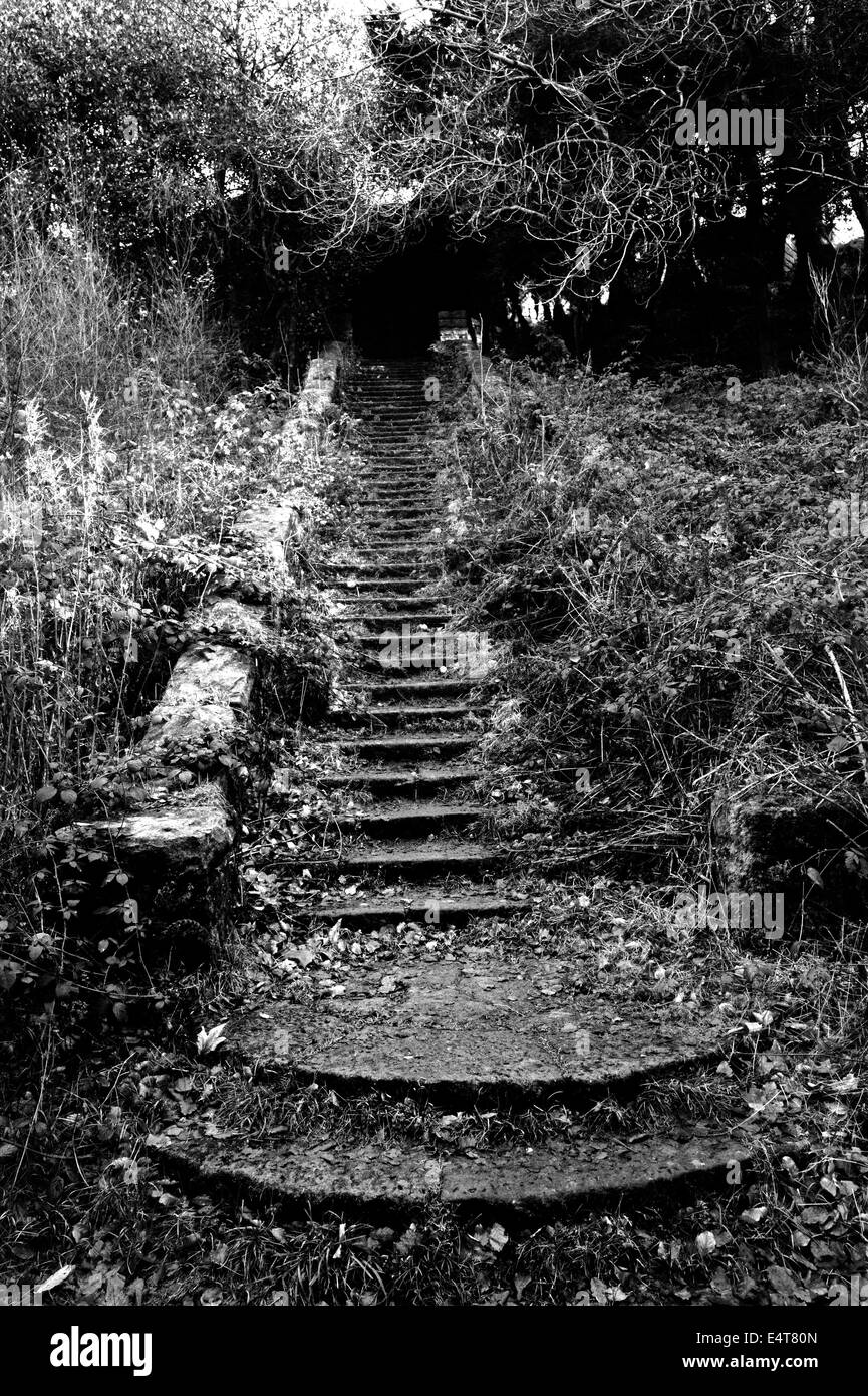 Überwucherten alten Treppe Stockfoto