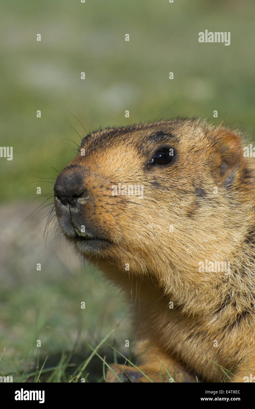 Ein wilder Himalaya-Marmot (Marmota) in seinem natürlichen Lebensraum. In Der Nähe Von Pangong Lake, Ladakh, Indien. Stockfoto
