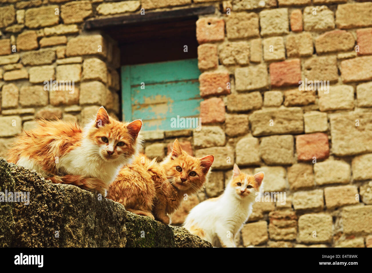 Porträt von streunenden Katzen, Rhodos Stadt, Rhodos, Dodekanes, Ägäis, Griechenland, Europa Stockfoto