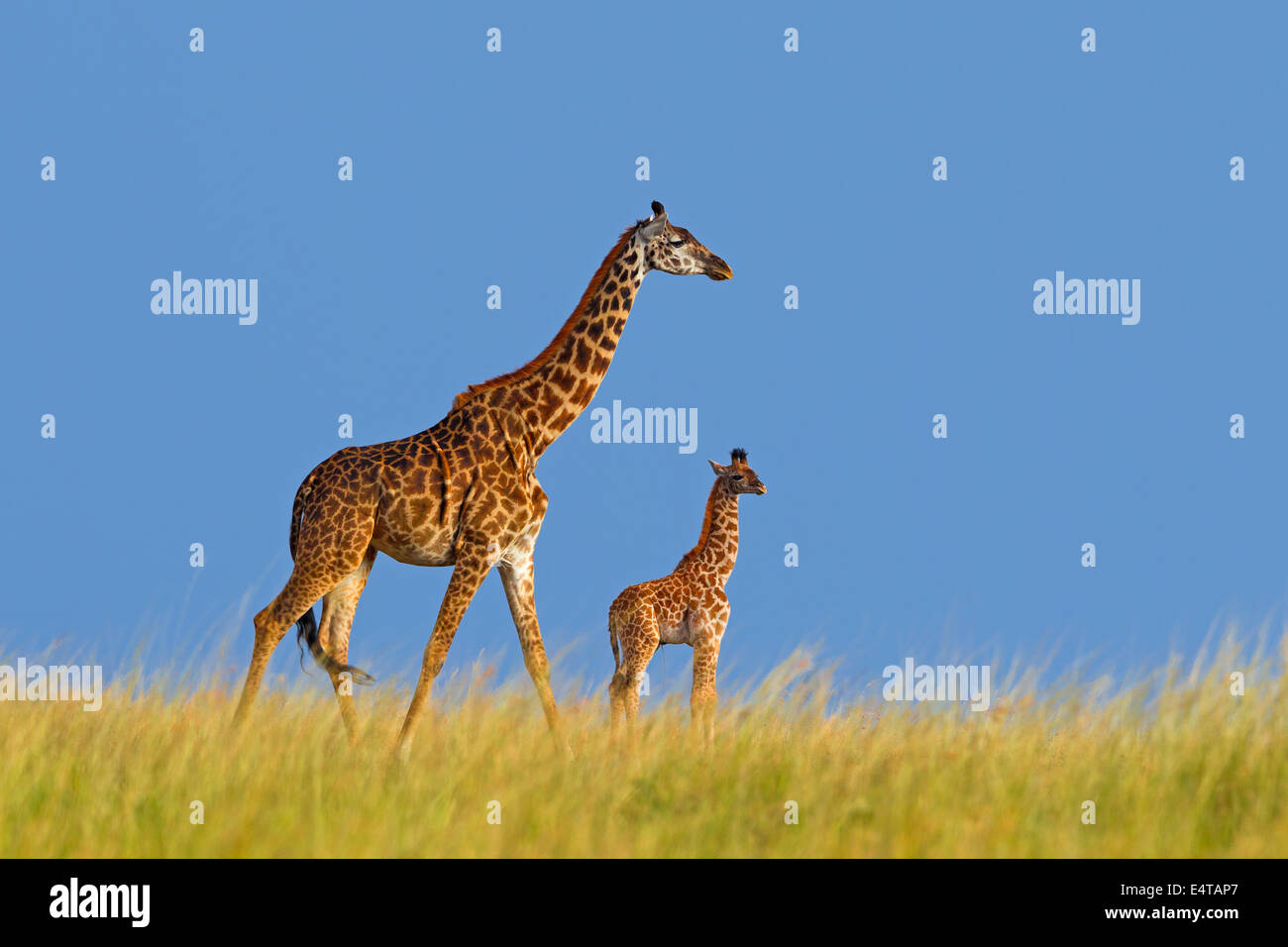 Masai-Giraffe (Giraffa Plancius Tippelskirchi), Mutter mit Kalb, Masai Mara National Reserve, Kenia Stockfoto