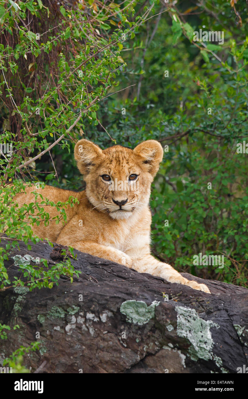 Porträt von Löwenjunges, liegend auf Felsen, Masai Mara National Reserve, Kenia Stockfoto